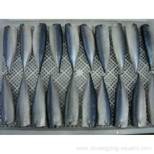Chinese Frozen Fish Mackerel HGT Price For Canned